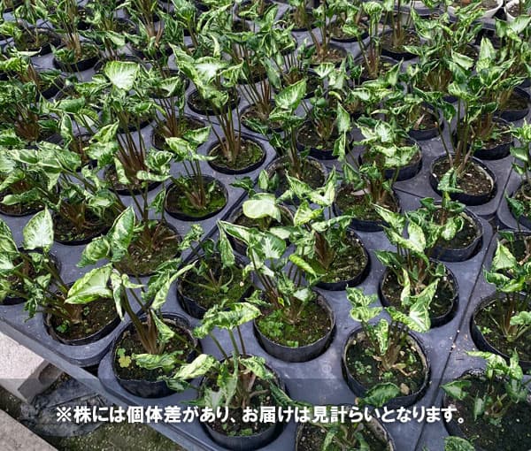 観葉植物/シンゴニウム:スリンクハート(シュリ...の詳細画像2