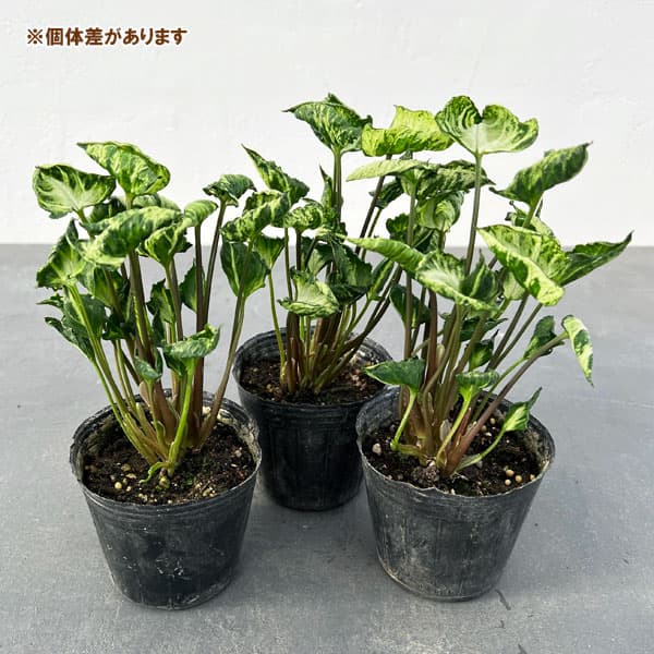 観葉植物/シンゴニウム:スリンクハート(シュリ...の詳細画像3