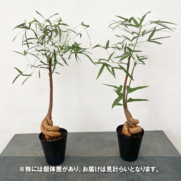 ブラキキトン ボトルツリーのおすすめ人気商品一覧 通販 - Yahoo