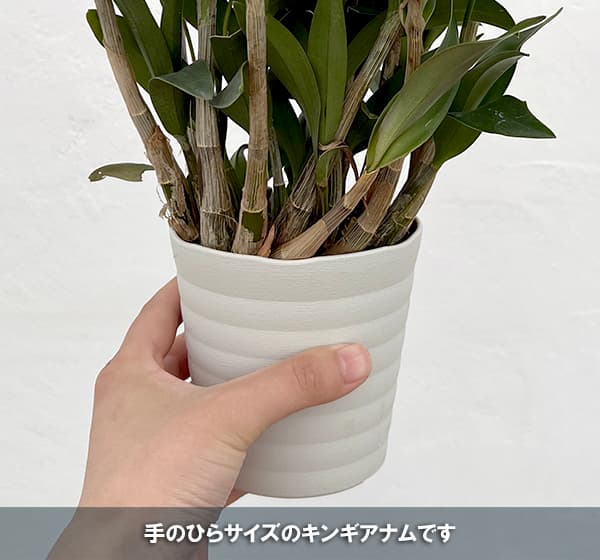 キンギアナム レッドジャズ3.5号鉢植えの詳細画像1