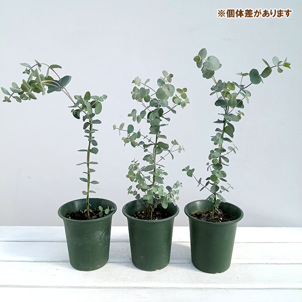 花木 庭木の苗/ユーカリ：プルブレンタ（銀世界）4号鉢植え｜engei｜04