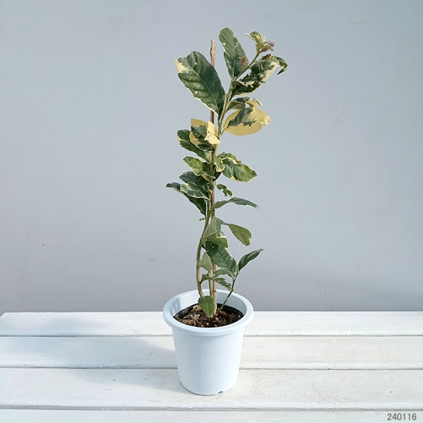 果樹の苗 レモン ピンクレモネード4号鉢植えの詳細画像4
