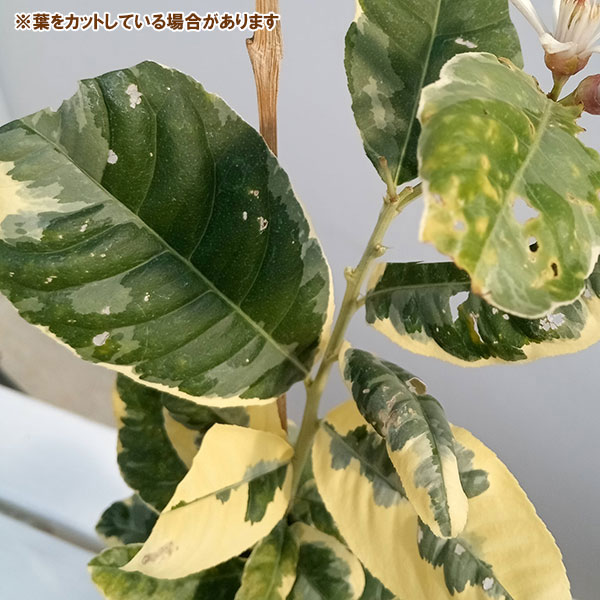 果樹の苗 レモン ピンクレモネード4号鉢植えの詳細画像5