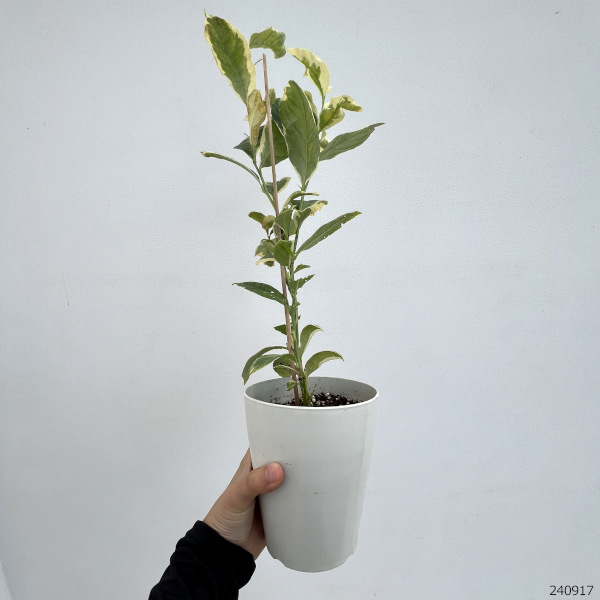 果樹の苗 レモン ピンクレモネード4号鉢植えの詳細画像1