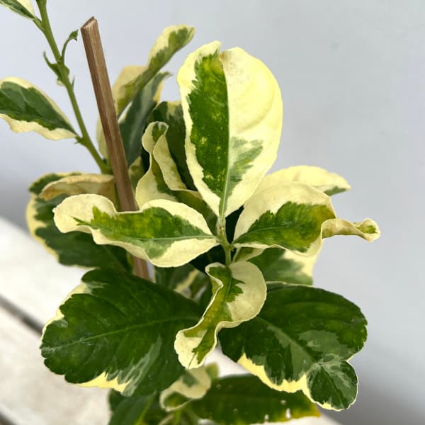 果樹の苗 レモン ピンクレモネード4号鉢植えの詳細画像2