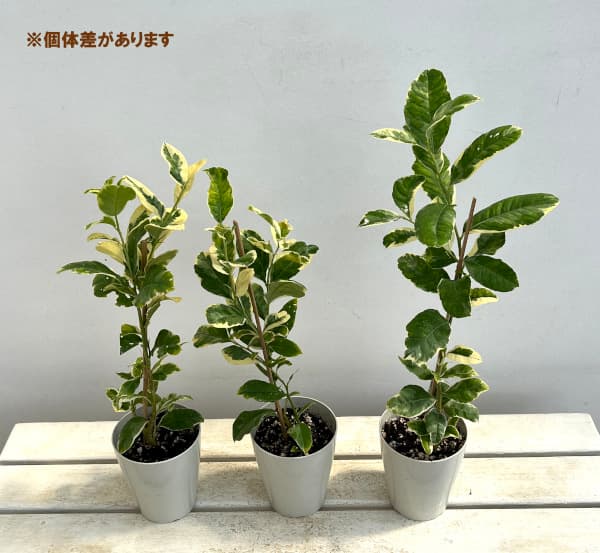 果樹の苗 レモン ピンクレモネード4号鉢植えの詳細画像3