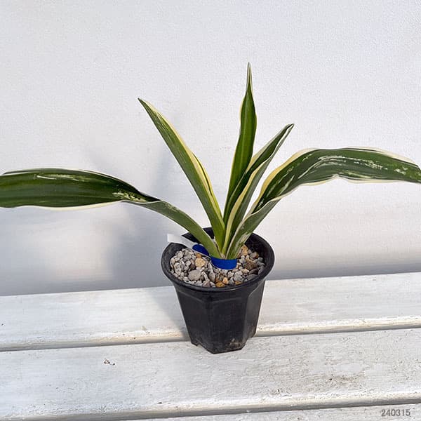 観葉植物 オモト（万年青） 聖紀の誉 割子2〜3年生 3.5号ポット : 園芸