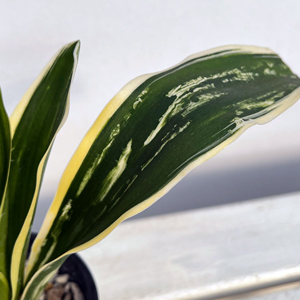 観葉植物 オモト（万年青） 聖紀の誉 割子2〜3年生 3.5号ポット : 園芸