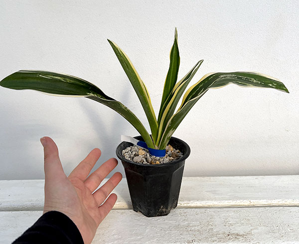 観葉植物 オモト（万年青） 聖紀の誉 割子2〜3年生 3.5号ポット : 園芸