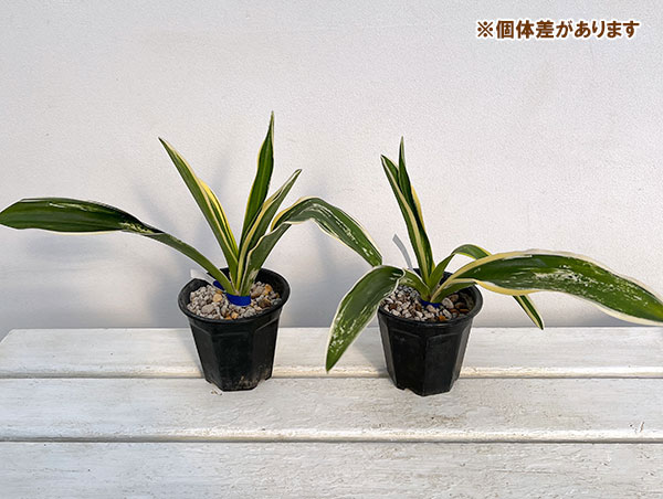 観葉植物 オモト（万年青） 聖紀の誉 割子2〜3年生 3.5号ポット : 園芸