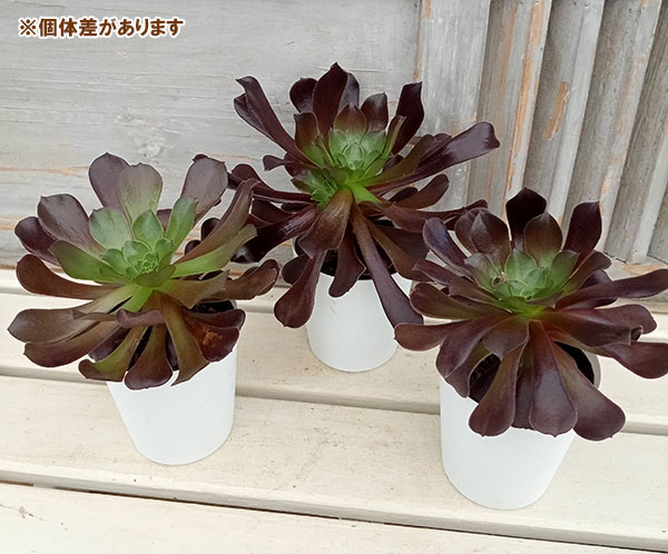 観葉植物 アエオニウム カシミアバイオレット3.5号ポット : 園芸ネット