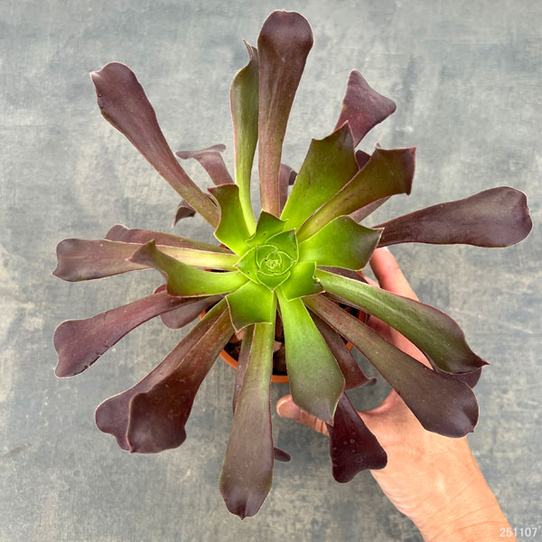 観葉植物 アエオニウム カシミアバイオレット3.5号ポット : 園芸ネット