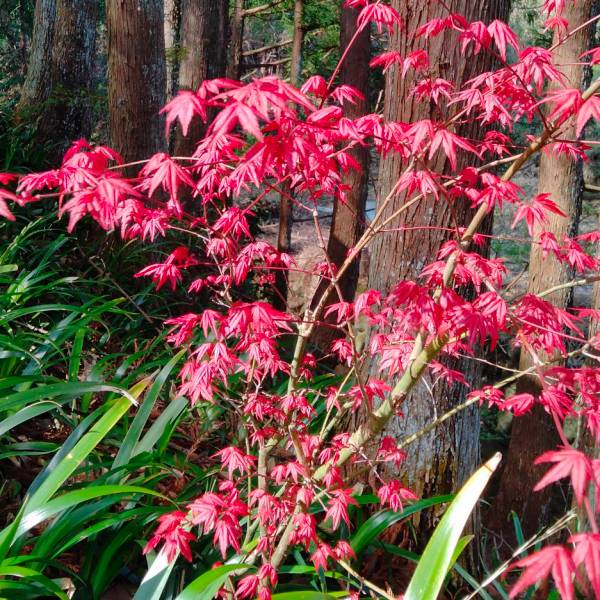 イロハモミジ 種のおすすめ人気商品一覧 通販 - Yahoo!ショッピング