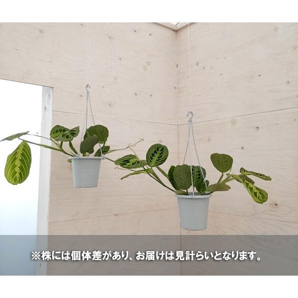 観葉植物/マランタ：レモンライム　4号吊り鉢｜engei｜06