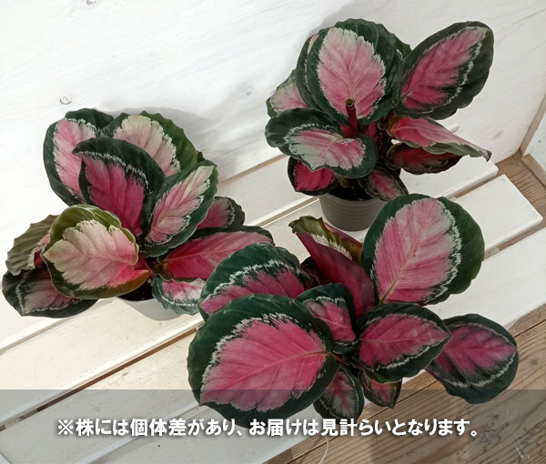 観葉植物/カラテア：クリムゾングリーン　4号鉢植え｜engei｜02