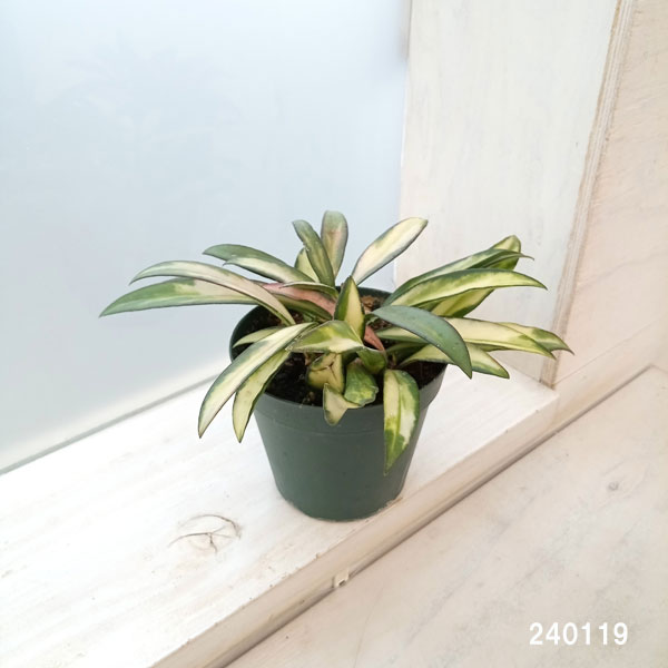 観葉植物 ホヤ ケンティアナ バリエガータ 3...の詳細画像1