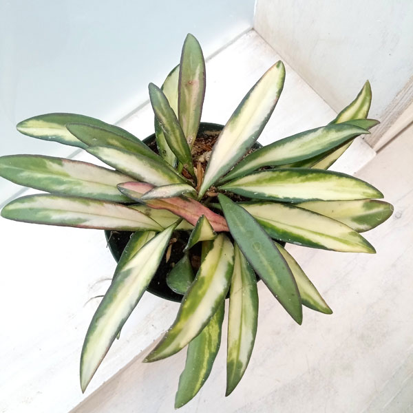 観葉植物 ホヤ ケンティアナ バリエガータ 3...の詳細画像2