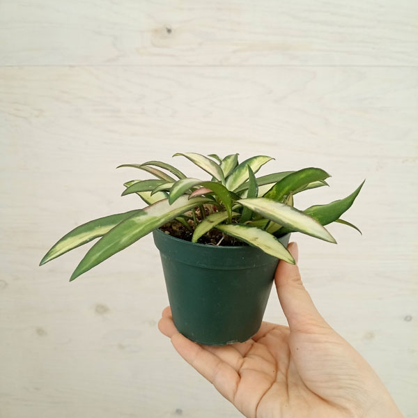 観葉植物 ホヤ ケンティアナ バリエガータ 3...の詳細画像3