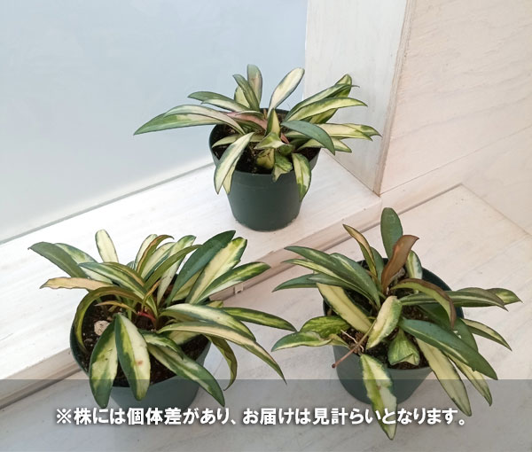 観葉植物 ホヤ ケンティアナ バリエガータ 3...の詳細画像4
