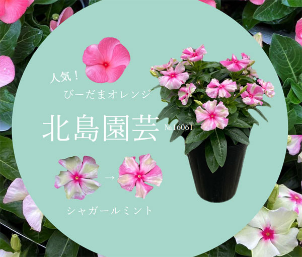 草花の苗/ニチニチソウ：シャガールミント4.5号鉢植え｜engei｜03