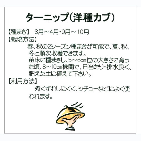 有効期限26年05月 カブ種 ターニップ(洋種...の詳細画像2