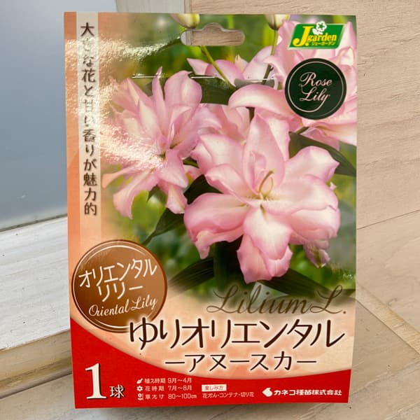 球根 26年10月中下旬予約 ユリ 八重咲きオ...の詳細画像1