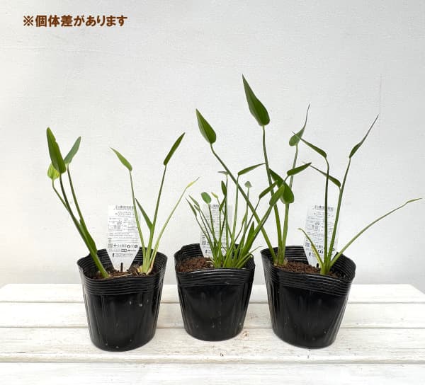 草花の苗/水生植物：ポンテデリア5号ポット｜engei｜04