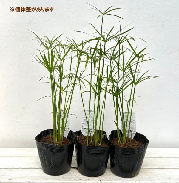 草花の苗/水生植物：シュロガヤツリ5号ポット｜engei｜02