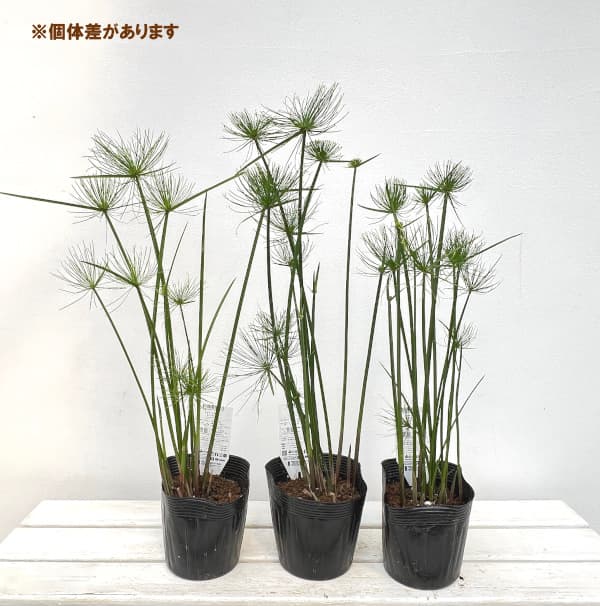 草花の苗/水生植物：ミニパピルス5号ポット｜engei｜04