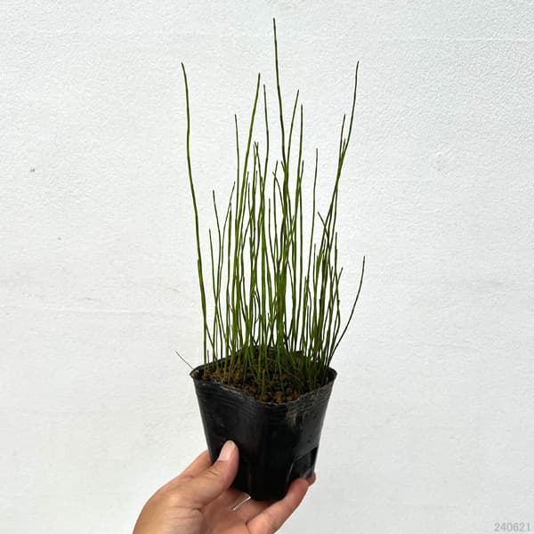 草花の苗 水生植物 ミズトクサ3-3.5号ポットの詳細画像1