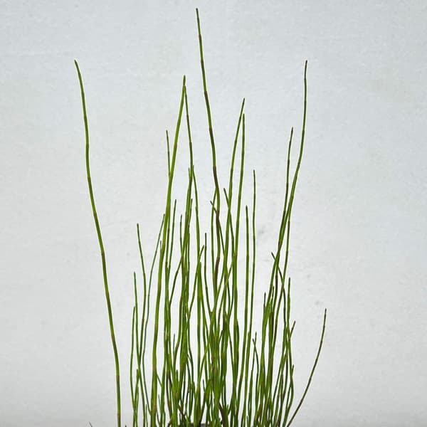草花の苗 水生植物 ミズトクサ3-3.5号ポットの詳細画像2