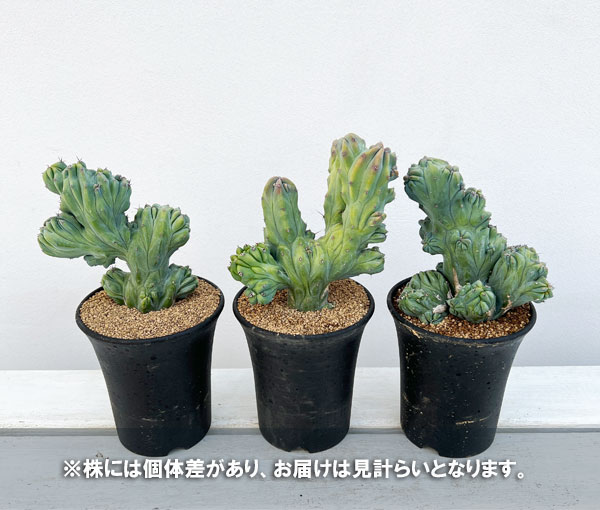 竜神木（花、ガーデニング）の商品一覧 通販 - Yahoo!ショッピング