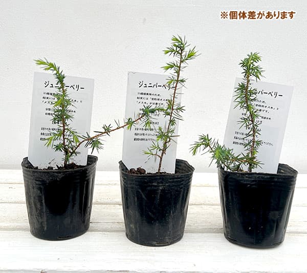 花木 庭木の苗/ジュニパーベリー（セイヨウネズ）：雌雄セット3号ポット｜engei｜02
