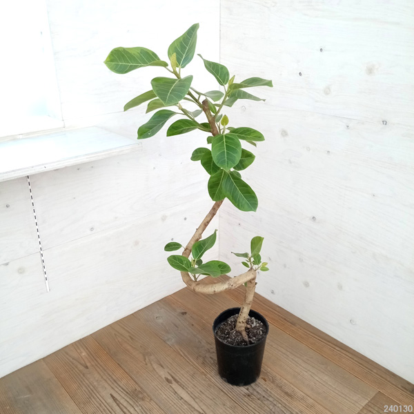 観葉植物 フィカス アルテシマ（朴曲げ仕立て・Lサイズ） 7号鉢植え