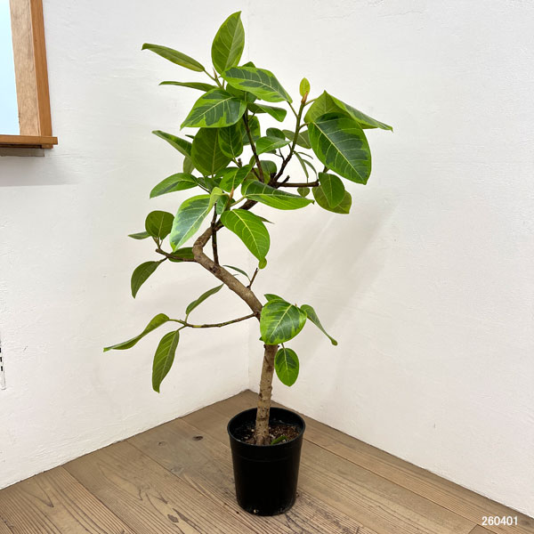 観葉植物 フィカス アルテシマ（朴曲げ仕立て・Lサイズ） 7号鉢植え