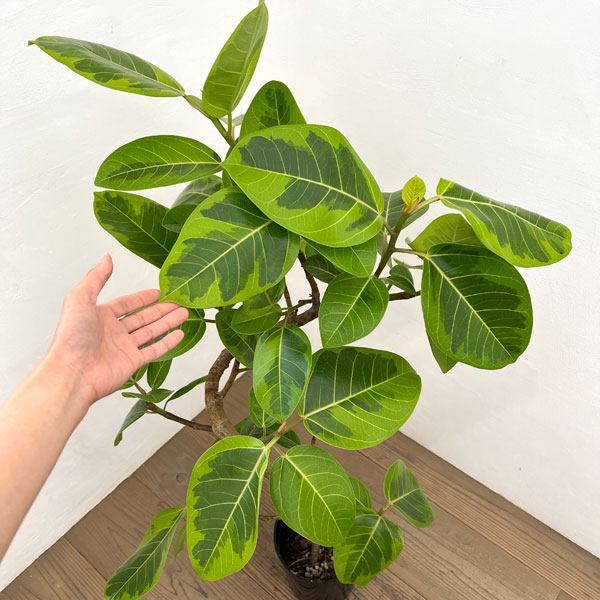 観葉植物 フィカス アルテシマ（朴曲げ仕立て・Lサイズ） 7号鉢植え