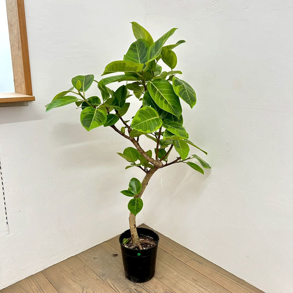 観葉植物 フィカス アルテシマ 140cm 観葉植物 フィカス アルテシマ（朴曲げ仕立て・Lサイズ） 7号鉢植え