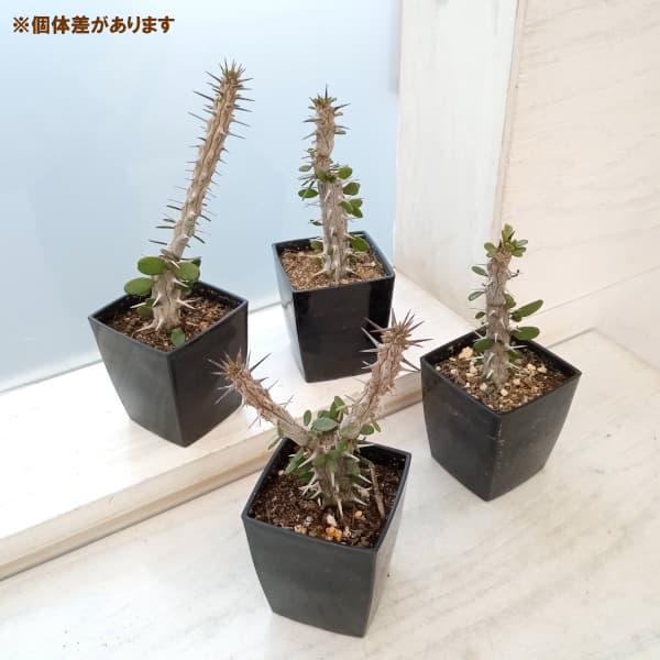アローディア（花、ガーデニング）の商品一覧 通販 - Yahoo!ショッピング