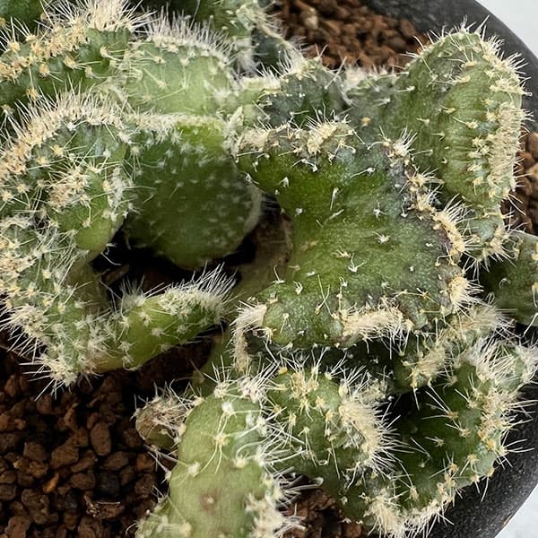 サボテン 綴化のおすすめ人気商品一覧 通販 - Yahoo!ショッピング