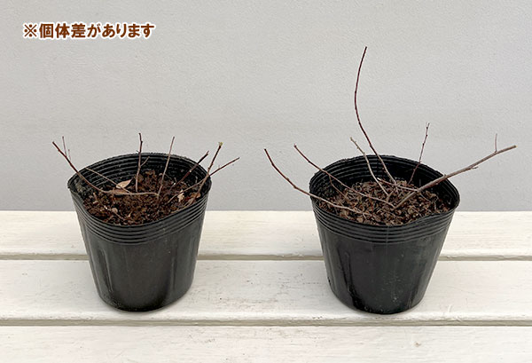 花木 庭木の苗 26年10月中下旬予約 ハギ（萩） マキエハギ4号ポット