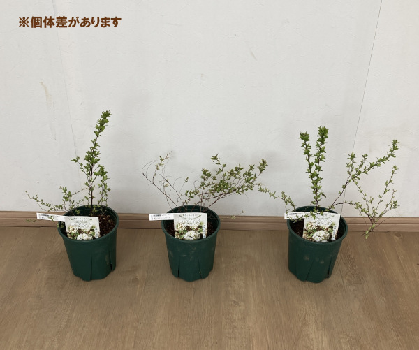 花木 庭木の苗/コデマリ：斑入りコデマリピンクアイス6号ポット｜engei｜08