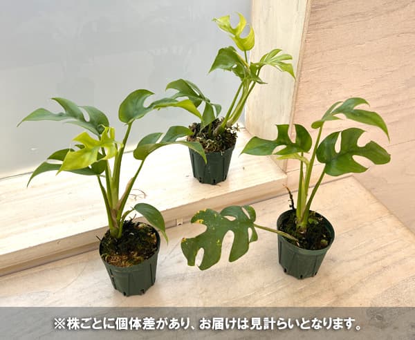 観葉植物/ヒメモンステラ　2号ポット｜engei｜04
