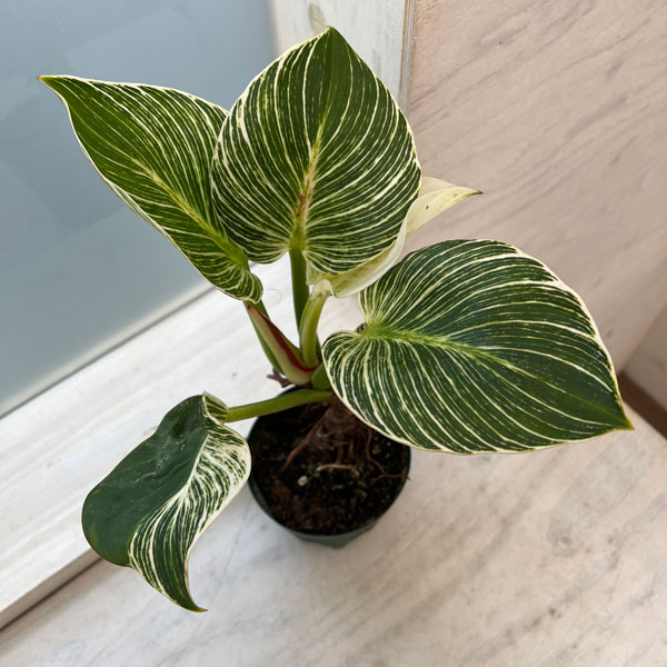 観葉植物/フィロデンドロン：バーキン（幹上がり）3.5号鉢植え