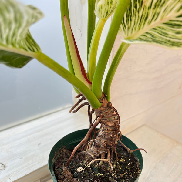 観葉植物/フィロデンドロン：バーキン（幹上がり）3.5号鉢植え