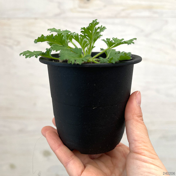 観葉植物 サマーセール (わけあり特価)ペラル...の詳細画像1
