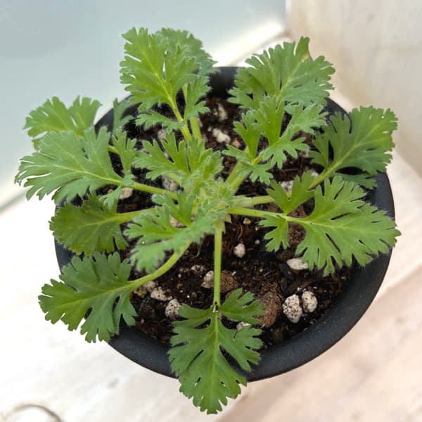 観葉植物 サマーセール (わけあり特価)ペラル...の詳細画像2