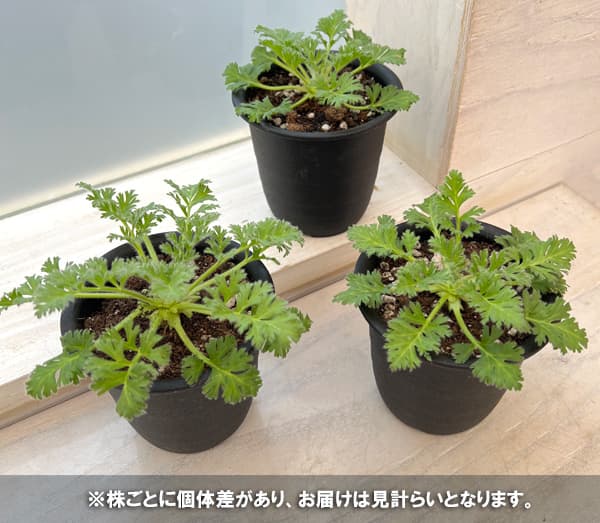 観葉植物 サマーセール (わけあり特価)ペラル...の詳細画像3