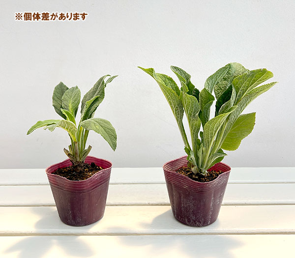 草花の苗 サマーセール ジギタリス シルバーフ...の詳細画像3