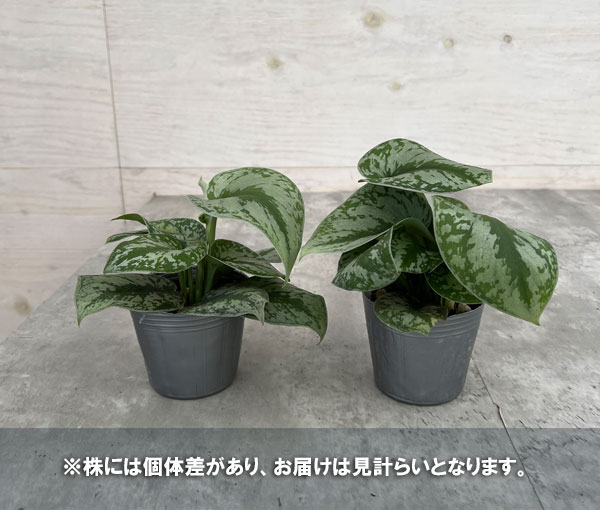 観葉植物/スキンダプサス：トレウビー3号ポット｜engei｜05