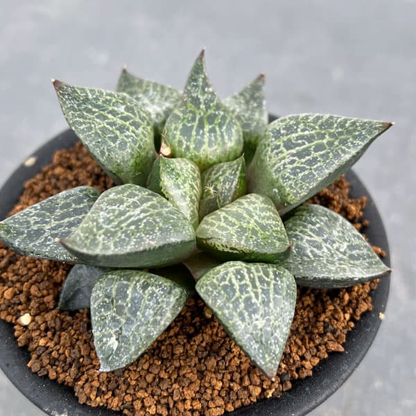 観葉植物 ハオルチア コンプトニアーナ 3号鉢 : 園芸ネット - 通販